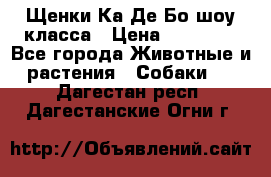 Щенки Ка Де Бо шоу класса › Цена ­ 60 000 - Все города Животные и растения » Собаки   . Дагестан респ.,Дагестанские Огни г.